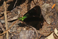 Gorgopas trochilus
