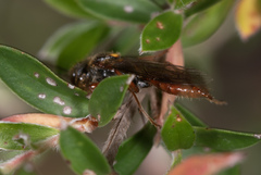 Tachynomyia abdominalis
