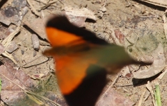Marpesia furcula
