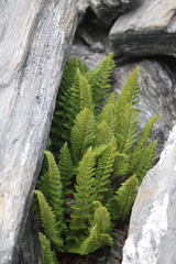 Polystichum cystostegium
