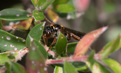 Tachynomyia abdominalis