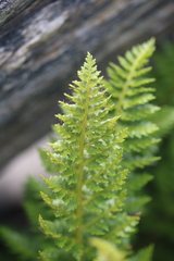Polystichum cystostegium