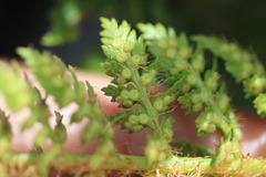 Polystichum cystostegium