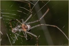 Trichonephila fenestrata