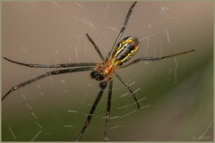 Trichonephila fenestrata