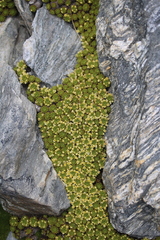 Hectorella caespitosa