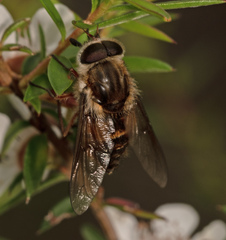 Scaptia jacksonii