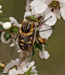 Scaptia jacksonii