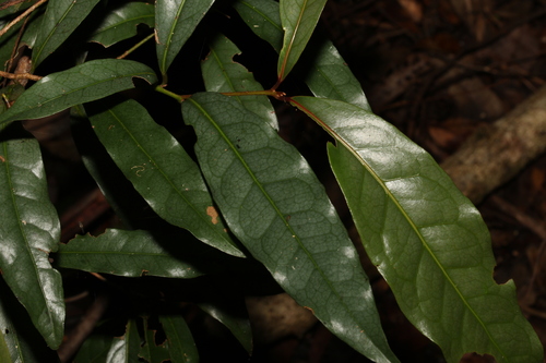 Image of Beilschmiedia elliptica by (c) Greg Tasney, some rights reserved (CC BY-SA)