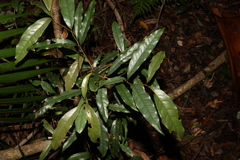 Beilschmiedia elliptica