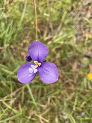 Patersonia occidentalis occidentalis
