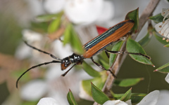 Stenoderus suturalis