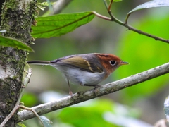 Phylloscopus grammiceps