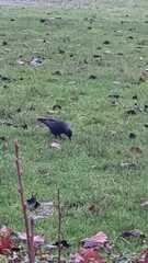 Corvus monedula