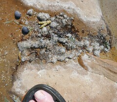 Afrolittorina acutispira