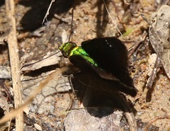 Gorgopas trochilus
