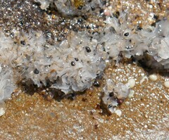 Afrolittorina acutispira