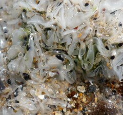 Afrolittorina acutispira