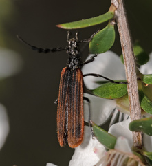 Pseudolycus marginatus