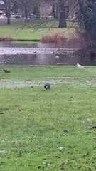 Fulica atra