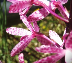 Dipodium punctatum