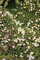 Kelleria croizatii