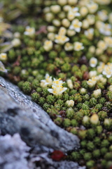 Kelleria croizatii