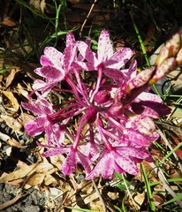 Dipodium punctatum