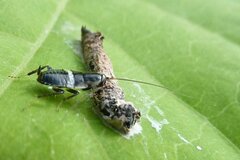Planuncus tingitanus