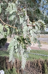 Prosopis cineraria