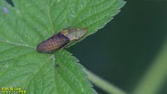 Neotituria kongosana