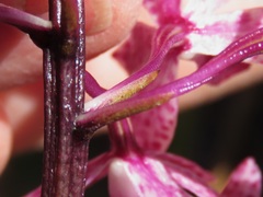 Dipodium punctatum