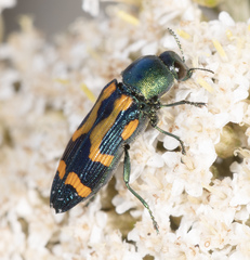 Castiarina flavopicta