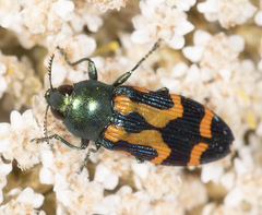 Castiarina flavopicta
