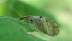 Hemerobius humulinus