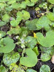 Petasites pyrenaicus