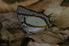 Polyura eudamippus