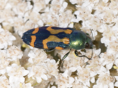 Castiarina flavopicta