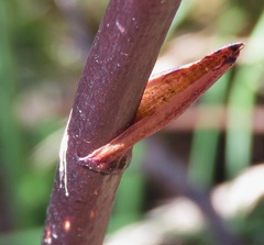 Dipodium punctatum