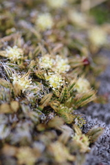 Anisotome imbricata