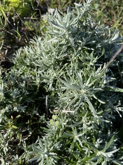 Helichrysum stoechas