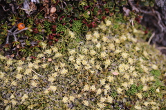 Anisotome imbricata
