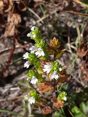 Euphrasia maximowiczii