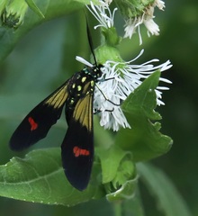 Belemnia eryx
