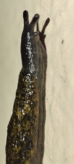 Tandonia