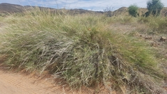 Stipagrostis amabilis