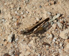 Acrotylus