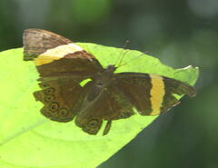 Amnosia decora