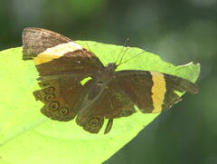 Amnosia decora