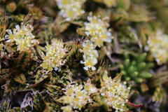 Anisotome imbricata
